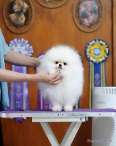 Pomeranian BORA OF WINTER BLOSSOM
