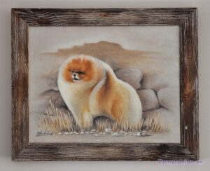 Pomeranian CALETTO MEGABUCKS WITH ESTERA