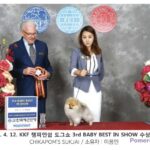 Pomeranian CHIKAPOM’S SUKJAI