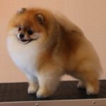 Pomeranian CHRISCENDO CANDID SHOT