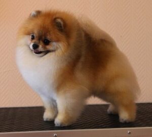 Pomeranian CHRISCENDO CANDID SHOT