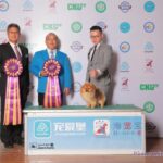Pomeranian CHRISCENDO CONSENSUS