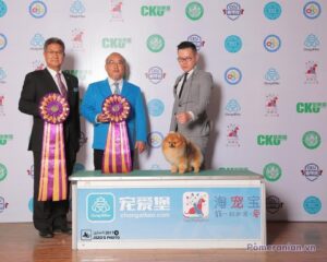 Pomeranian CHRISCENDO CONSENSUS