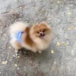 Pomeranian ESTE’RA EVER EVER AFTER