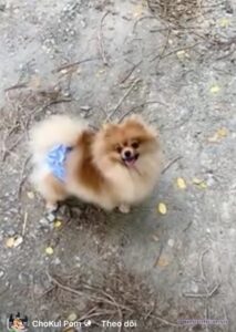 Pomeranian ESTE’RA EVER EVER AFTER