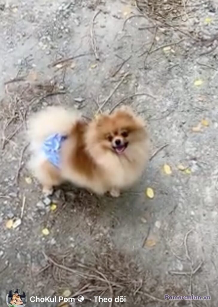 Pomeranian ESTE’RA EVER EVER AFTER
