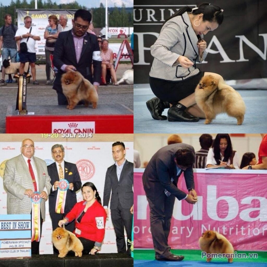 Pomeranian ESTE’RA EVERY EYES ON ME