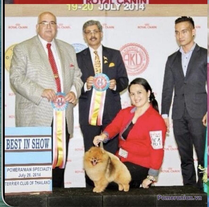 Pomeranian ESTE’RA EVERY EYES ON ME