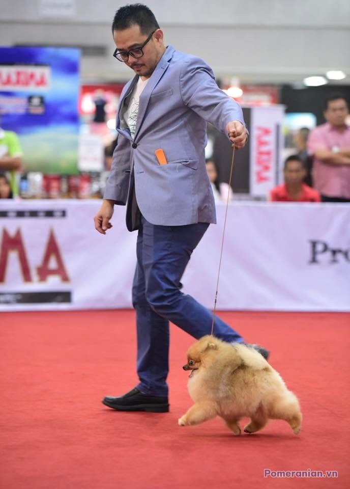 Pomeranian ESTE’RA EXPRESS MY DREAM