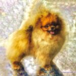Pomeranian ESTE’RA EXPRESS MY DREAM