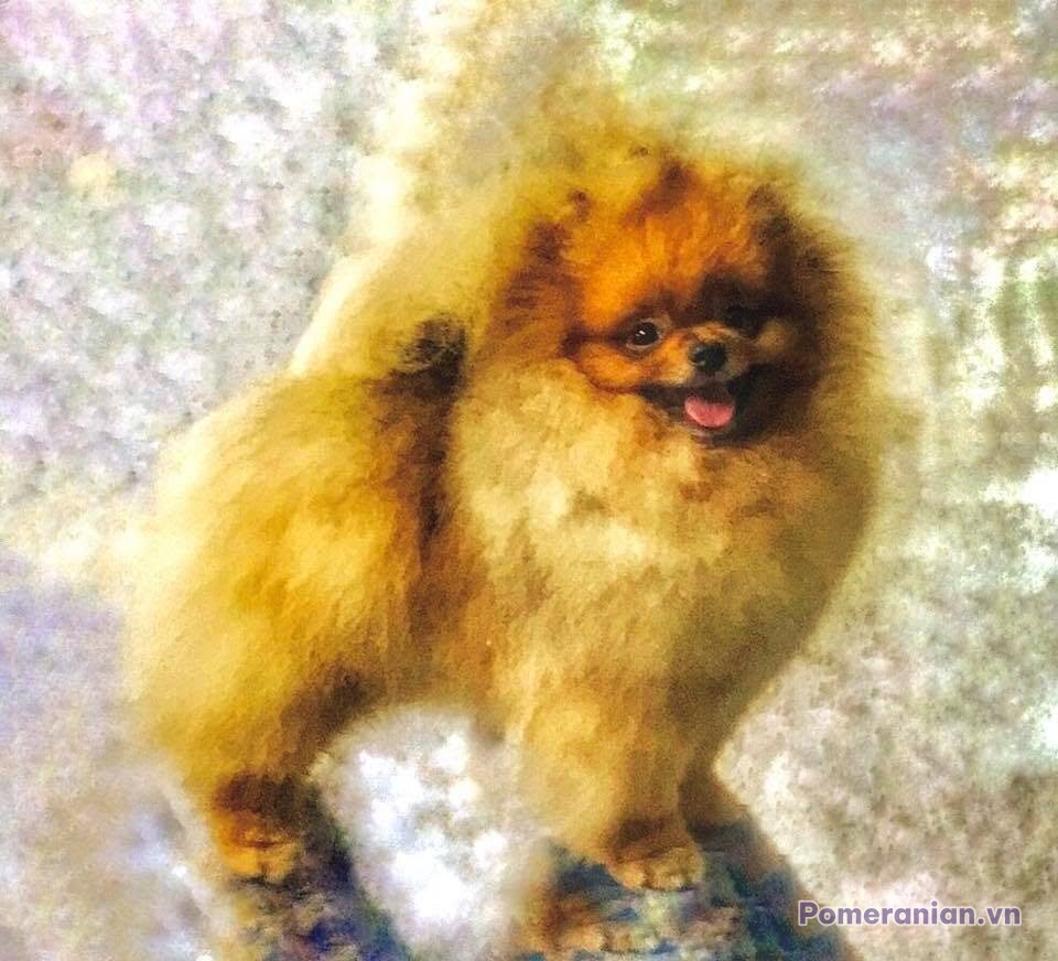 Pomeranian ESTE’RA EXPRESS MY DREAM