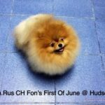 Pomeranian FON’S FIRST OF JUNE