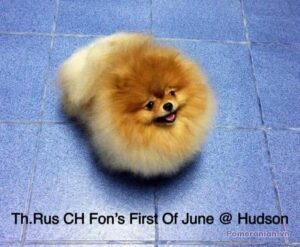 Pomeranian FON’S FIRST OF JUNE