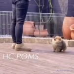 Pomeranian HC POMS LAVENDER