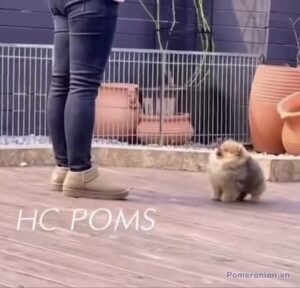 Pomeranian HC POMS LAVENDER