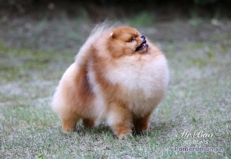 Pomeranian HC Poms MR.bao