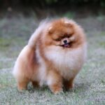 Pomeranian HC Poms MR.bao