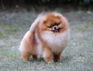 Pomeranian HC Poms MR.bao