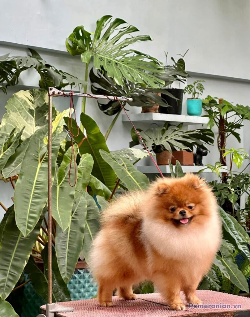 Pomeranian KAI