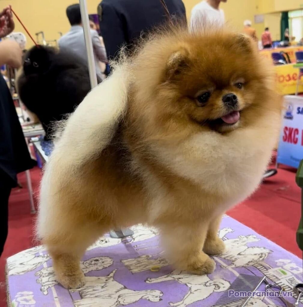 Pomeranian KAI