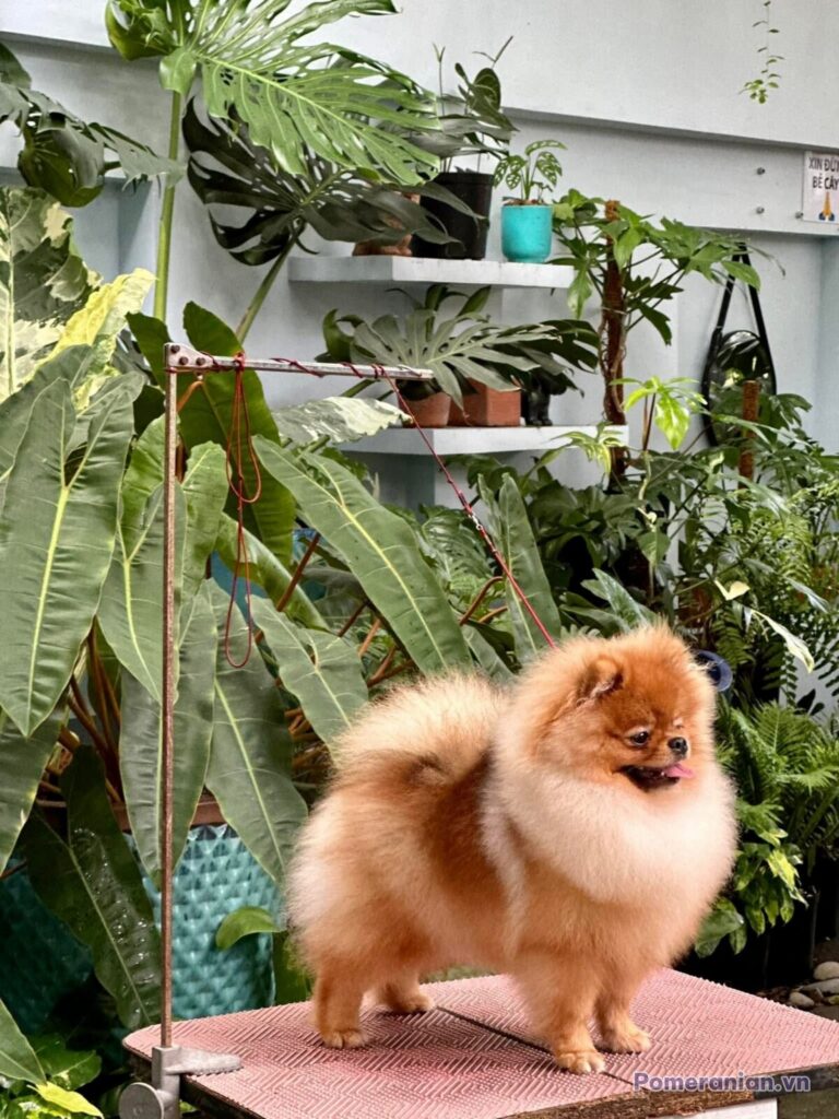 Pomeranian KAI
