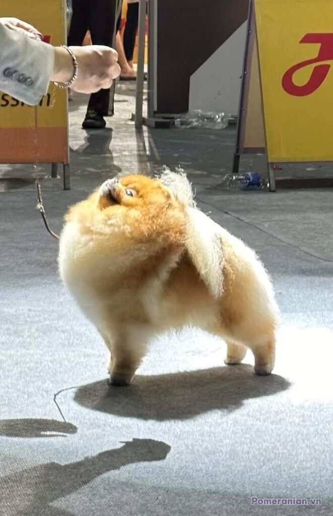 Pomeranian KAI