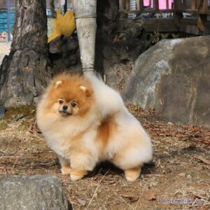 Pomeranian KIMMI LOVE CUTE YOMI