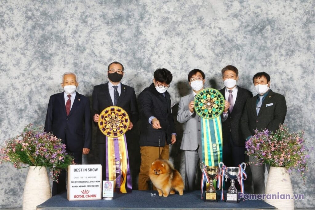 Pomeranian KIMMI LOVE KAO
