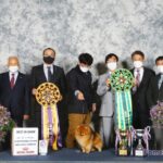 Pomeranian KIMMI LOVE KAO