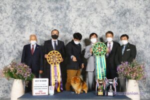 Pomeranian KIMMI LOVE KAO