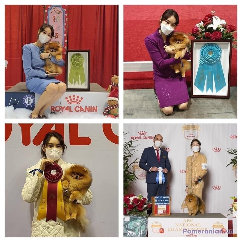 Pomeranian KIMMI LOVE KAO