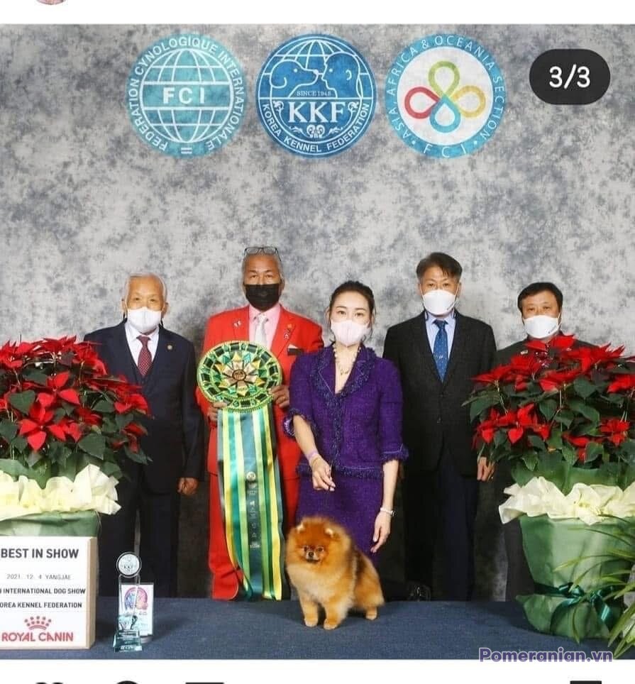 Pomeranian KIMMI LOVE KAO