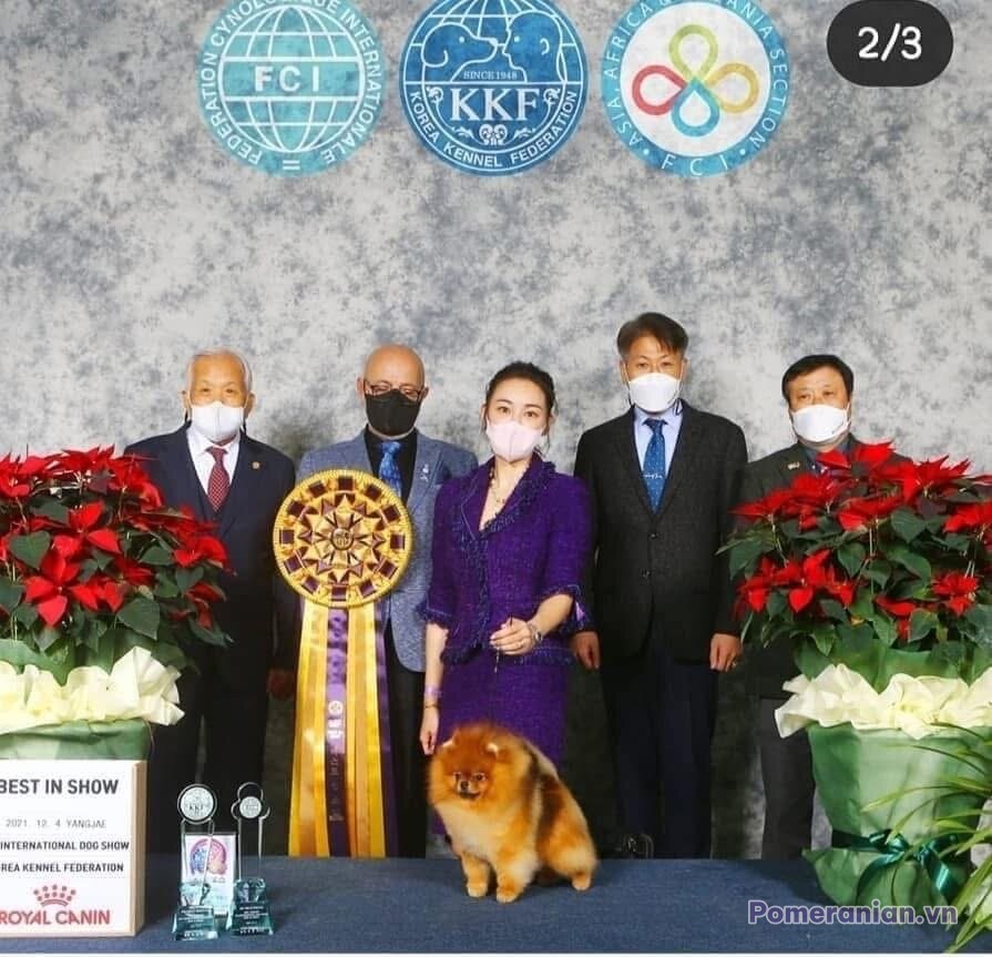 Pomeranian KIMMI LOVE KAO