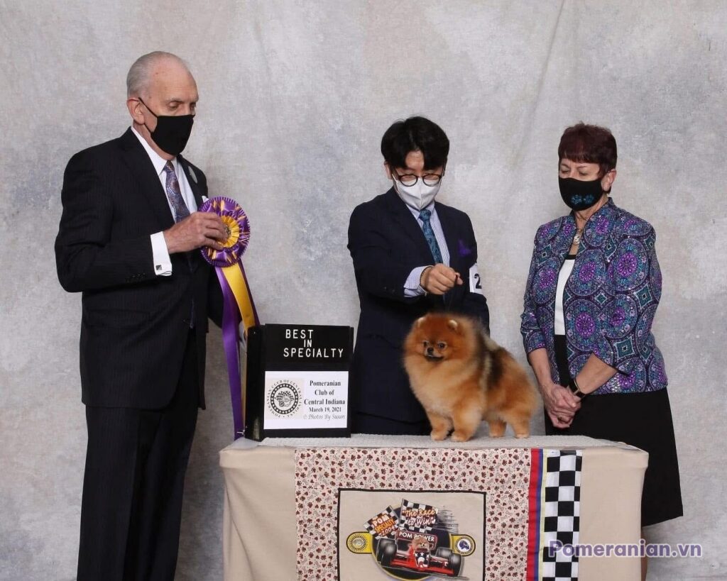 Pomeranian KIMMI LOVE KAO