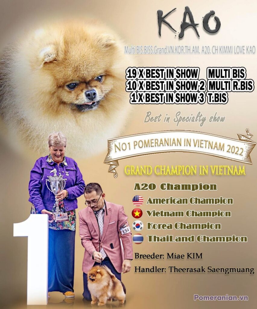 Pomeranian KIMMI LOVE KAO