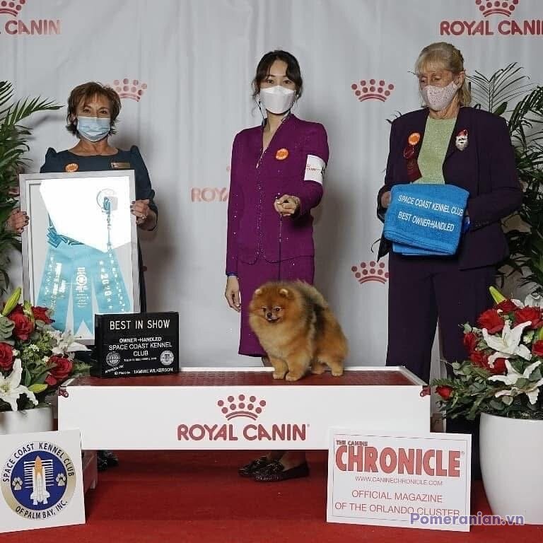 Pomeranian KIMMI LOVE KAO
