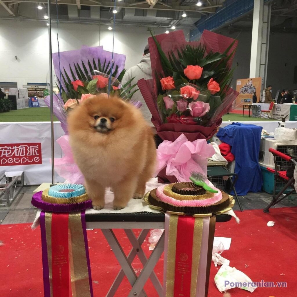 Pomeranian MOXIEPOMS’ HARRY HARIS