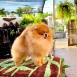 Pomeranian MOXIEPOMS’ HARRY HARIS