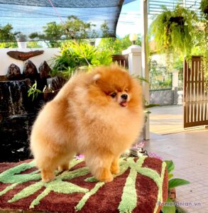 Pomeranian MOXIEPOMS’ HARRY HARIS