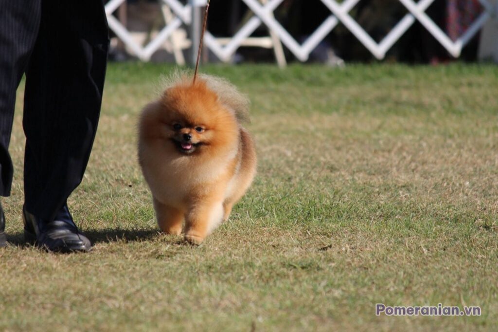 Pomeranian MYTHICAL TRAVELING IN STYLE