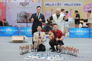 Breeder Pomeranian Nguyễn Đức Năng
