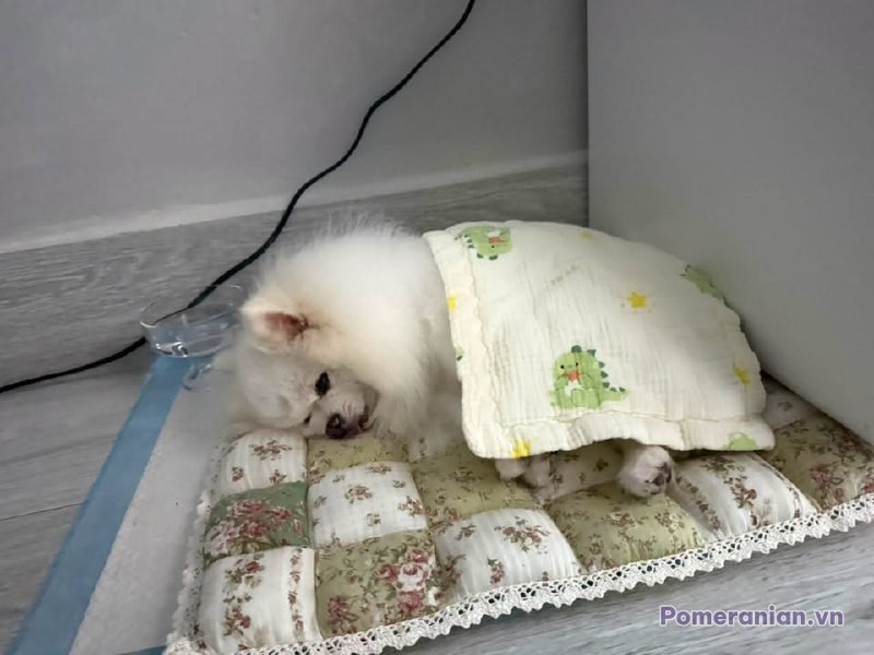 Chó Pomeranian lông trắng nằm ngủ trên tấm thảm họa tiết hoa, có gối màu xanh và trắng phía sau