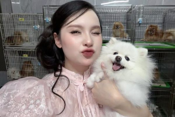 Chó phốc sóc Pomeranian trong sinh hoạt hằng ngày