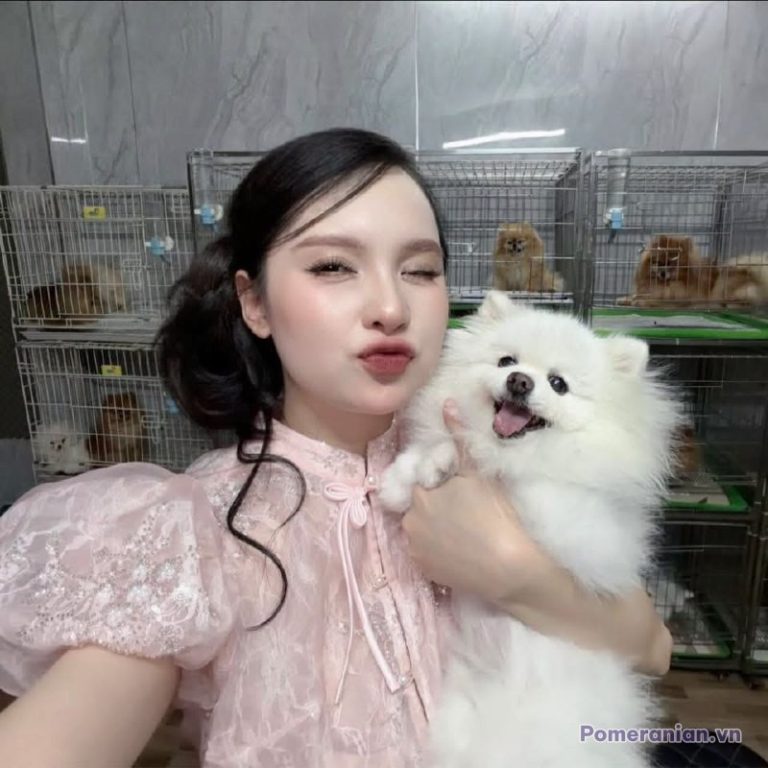 Chó phốc sóc Pomeranian trong sinh hoạt hằng ngày