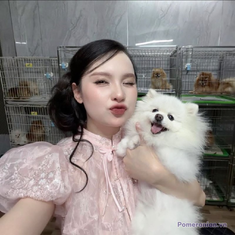 Chó phốc sóc Pomeranian trong sinh hoạt hằng ngày