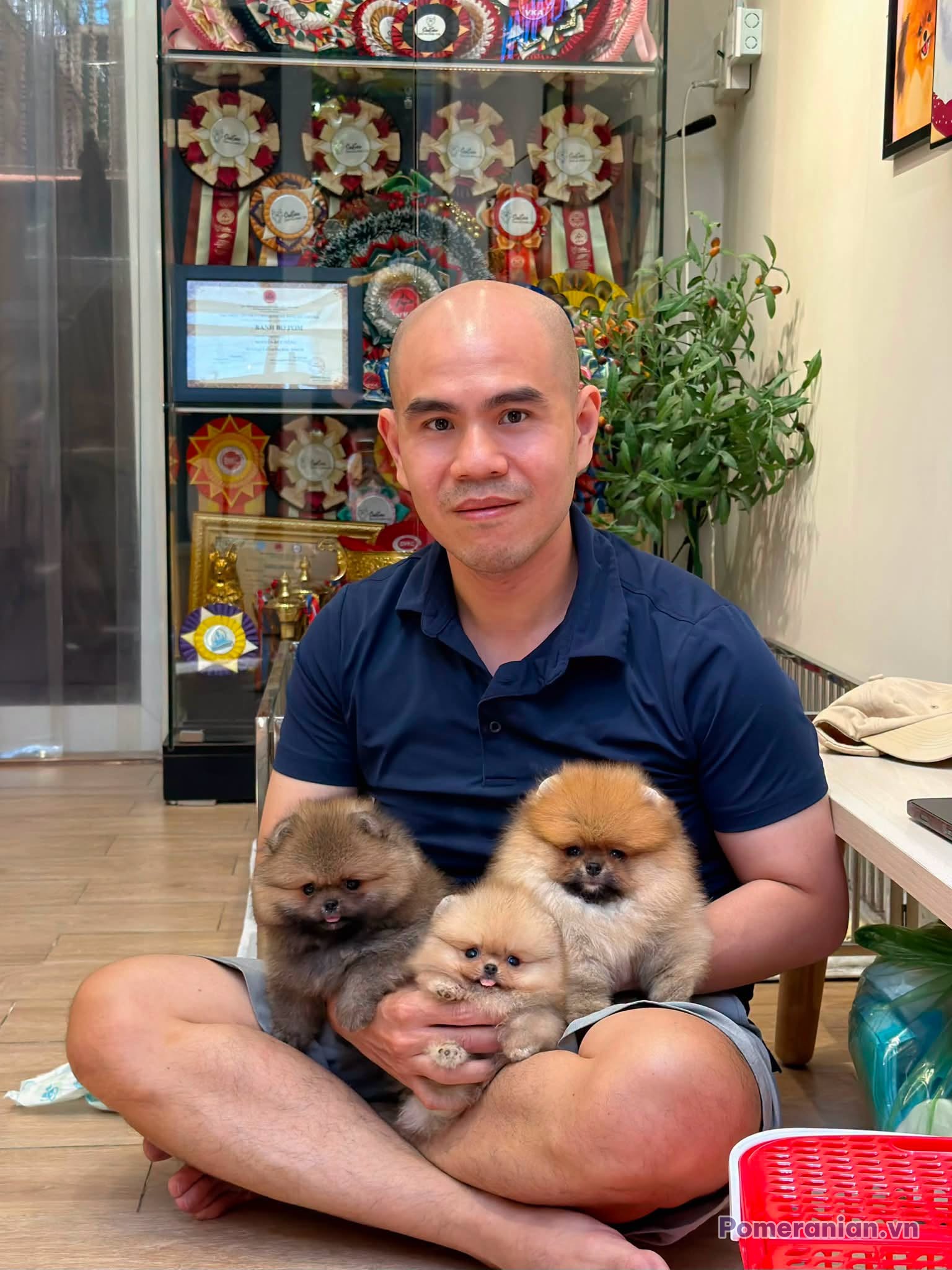 Ba chú chó Pomeranian nhỏ, lông màu nâu và kem, được người chủ bế trên tay trong căn phòng
