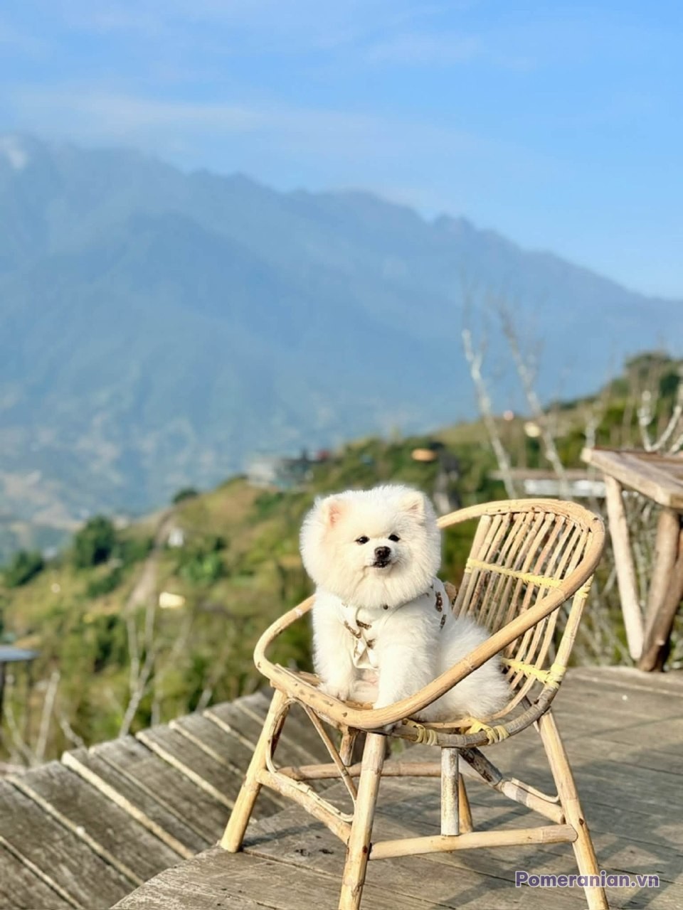 Chó Pomeranian lông trắng ngồi trên ghế mây, phía sau là núi xanh mênh mông