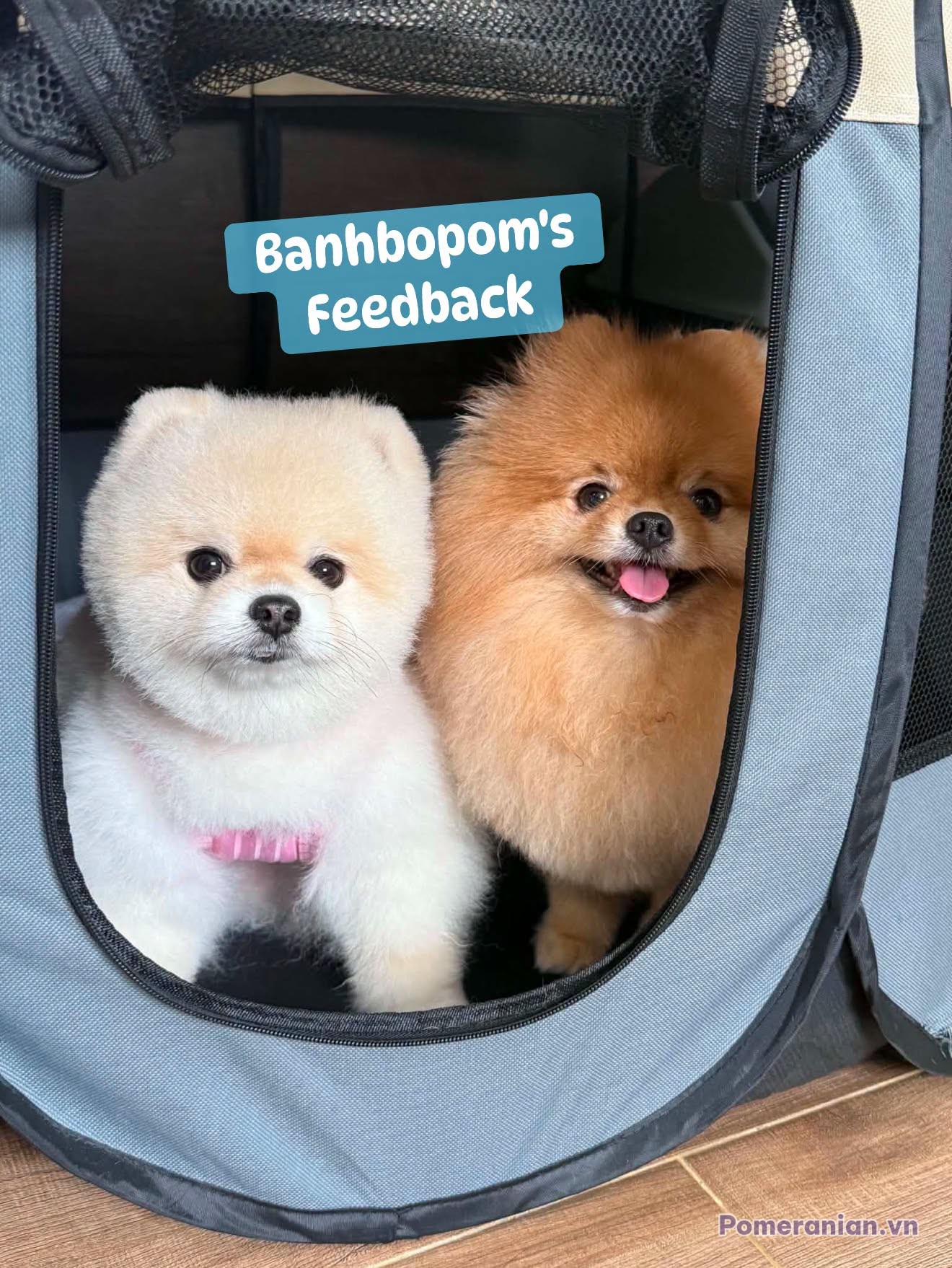 Hai chó Pomeranian con, một trắng một nâu, trong túi xách du lịch với lưới thông khí