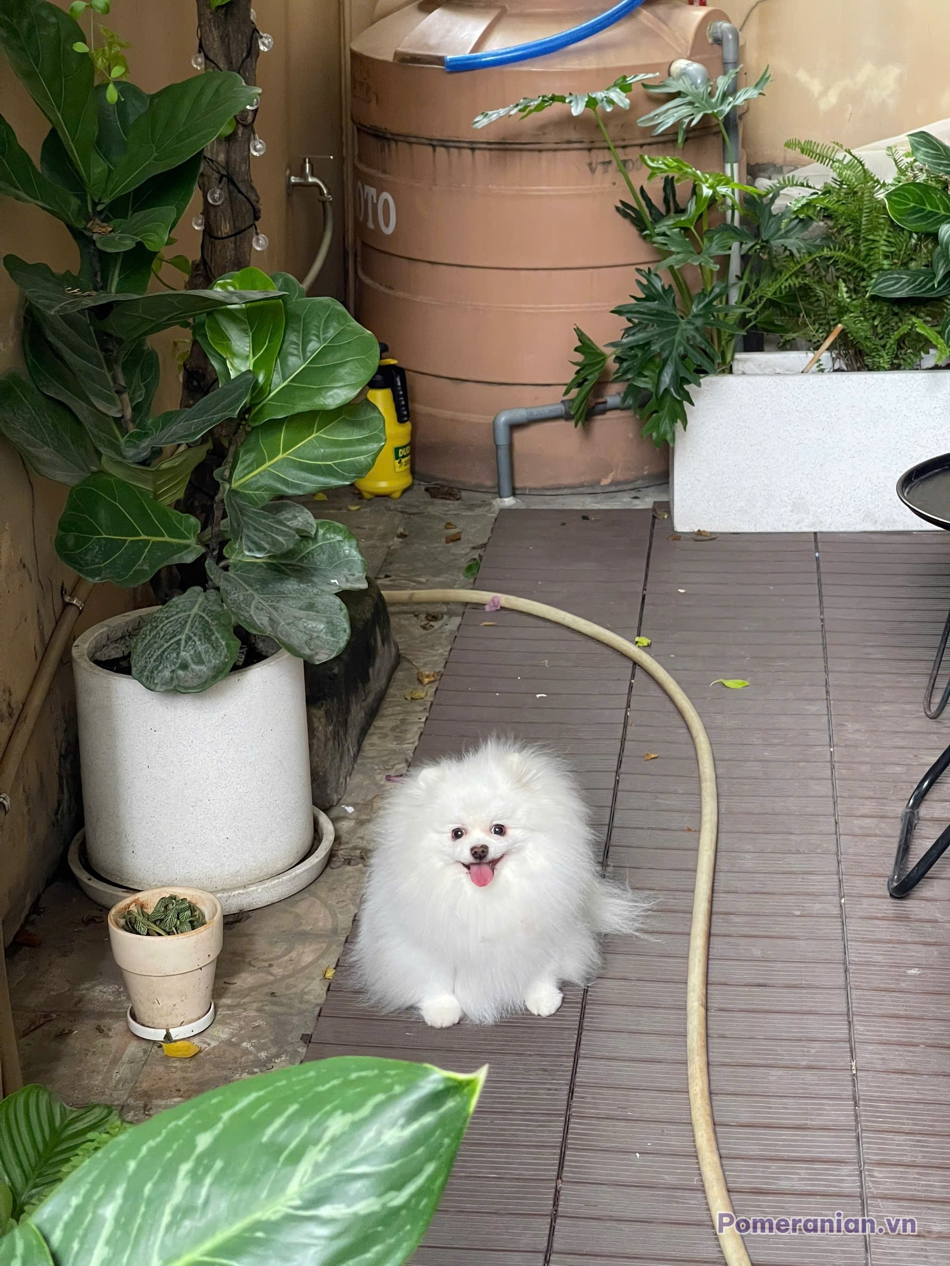 Chó Pomeranian lông trắng, khoảng 1-2 tuổi, ngồi trên sàn gỗ trong sân nhà có nhiều cây xanh