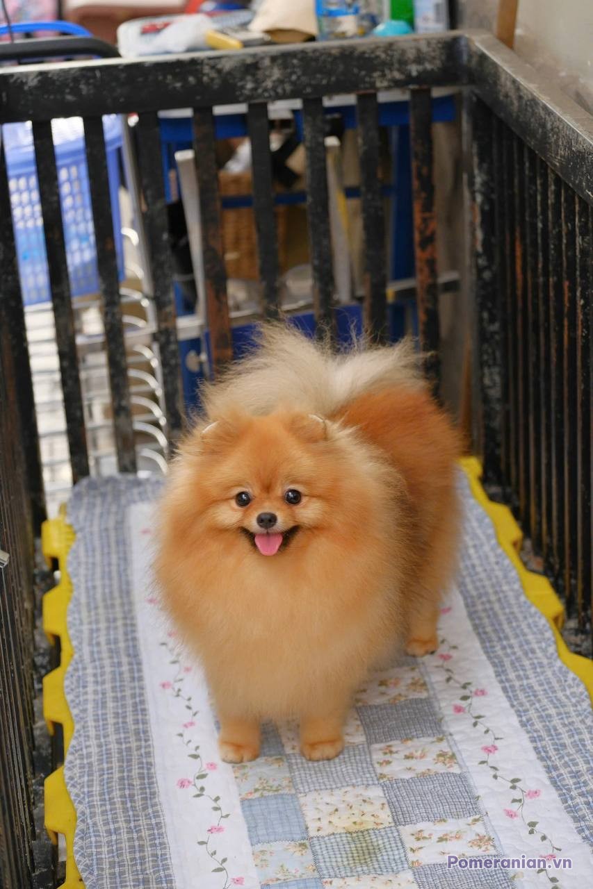 Chó Pomeranian con màu cam, lông xoăn mềm mại, tư thế đứng trong chuồng nuôi với nền vải họa tiết